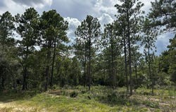 Highway 0041, Box Springs, GA 31801