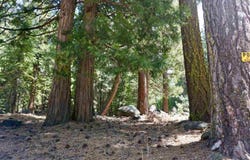 59 Yonkalla Trail lot: 100, Graeagle, CA 96103