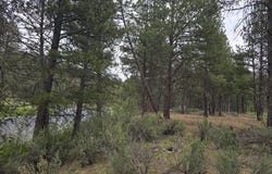 Chiloquin Ridge Road, Chiloquin, OR 97624