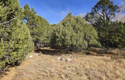 126 Cedar Ridge Rd, Mosca, CO 81146