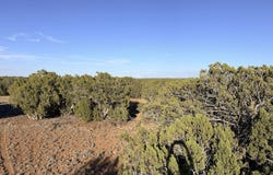 9070 Pinto Trail, Show Low, AZ 85901