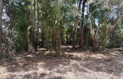 NE 48TH Street, WILLISTON, FL 32696