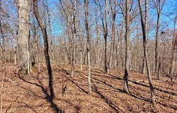 Sykes Branch Rd, EVA, TN 38333