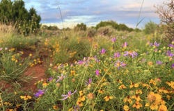 County Road 8623, Concho, AZ 85924