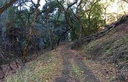 Lark Ln, Alamo, CA 94507