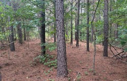 0 Co Rd 3114, Houston, AL 35553