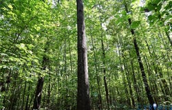 Bellevue Road, Halifax, VA 24588