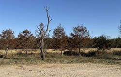 2220 Duck Levee, Biggers, AR 72413