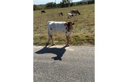 L28 Lipan Apache Run lot: 28, Blanco, TX 78606