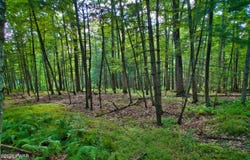 Violet Lane, Dingmans Ferry, PA 18328