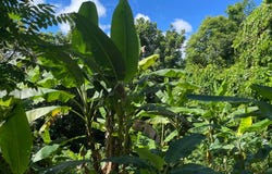 Barranquitas, Barranquitas, PR