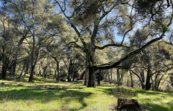 10 Garzas TRL, carmel, CA 93923