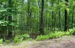 Forest Lane, Archbald, PA 18403