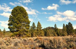 Tableland Road, Sprague River, OR 97639