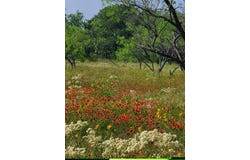 19069 Highway 6, Gorman, TX 76454