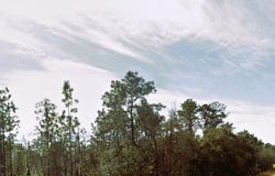 NE 3RD Place, Williston, FL 32696