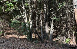 Tract #2 Convick Circle, Pavo, GA 31778