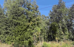 TBD Tr 6G CR 4606, Troup, TX 75789
