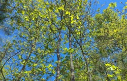 KATY CIRCLE lot: 24, SPRINGVILLE, AL 35146
