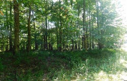 Cherry Wood Lane lot: 7, Terra Alta, WV 26764