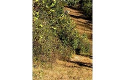 Yy Highway, Cabool, MO 65689