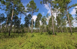 Wiregrass Road, Camilla, GA 31730