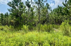 NW 49TH TRAIL, Jasper, FL 32052