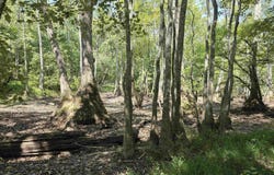 Kinder Morgan Pipeline Road, Tull, AR 72015