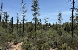 3352 Pine Needle Drive, Show Low, AZ 85901