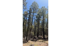 Sawyer Mesa Road, Pecos, NM 87552