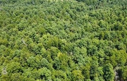 County Road 434, Birch Tree, MO 65438