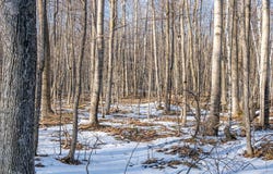 Hawk Ln lot: 1, Baileys Harbor, WI 54202