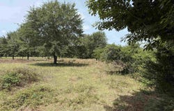 Kelley Ln, Tatum, TX 75691