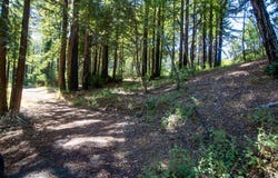 19145 Big Basin WAY, BOULDER CREEK, CA 95006
