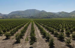 2417 South Mountain Road, Fillmore, CA 93015