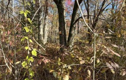NKA Husak Road, Omer, MI 48749