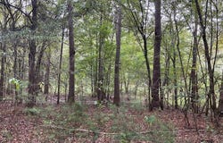 3497 Rutledge Loop Rd, LUVERNE, AL 36049