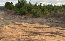 Hwy 80, Tyler, AL 36785