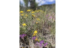 County Road 325, Rifle, CO 81650