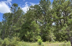 34125 lloyd mill rd, Red Level, AL 36474