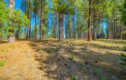 266 Boulder Drive, Clio, CA 96106