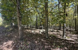 Paper Birch N, Tafton, PA 18464