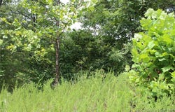 Pinkie Lane lot: B-1, Laurie, MO 65079