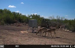 Tract 2 FM 2687, Zapata, TX 78076