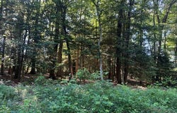 Cod Creek Drive lot: 14, HEATHSVILLE, VA 22473