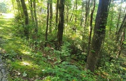 DRIVER Lane, Sky Valley, GA 30537