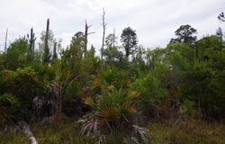 SW 132nd Ter, Cedar Key, FL 32625