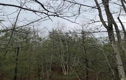 Mason Road, Milton, NH 03851