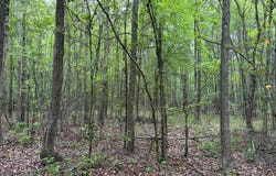 County Road 189, Kiblah, AR 71834