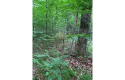 SUMMIT WOODS LN, Gleason, WI 54435